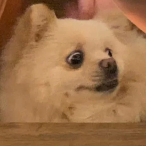 животное млекопитающее собака