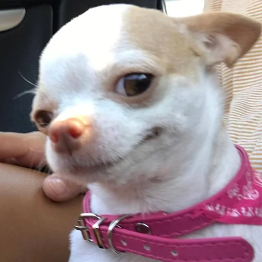 pet dog breed mammal