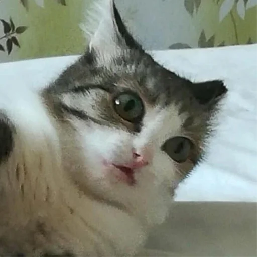 cat mammal domestic cat