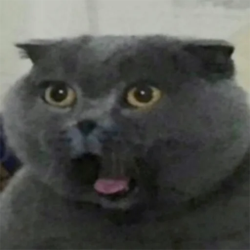 животное млекопитающее кошачьи