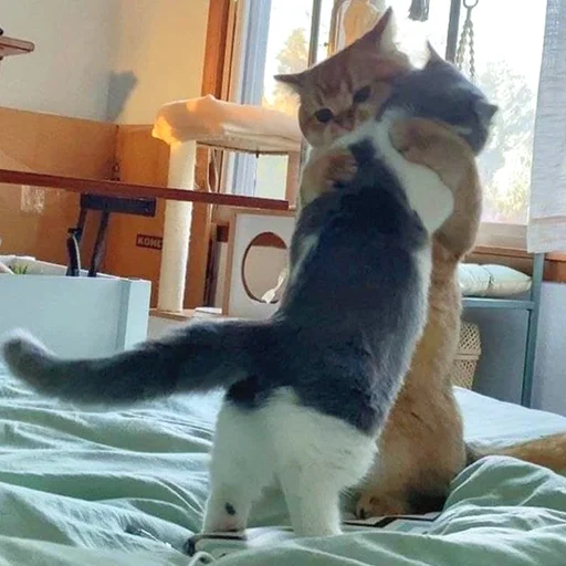 indoor small to medium-sized cats domestic cat