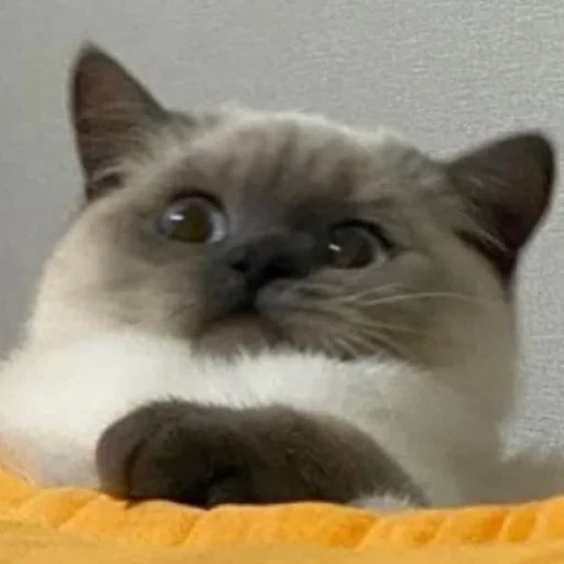 животное кошка млекопитающее