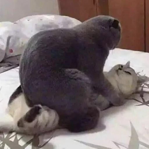 животное комнатный млекопитающее