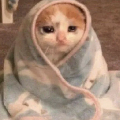 кошка животное комнатный