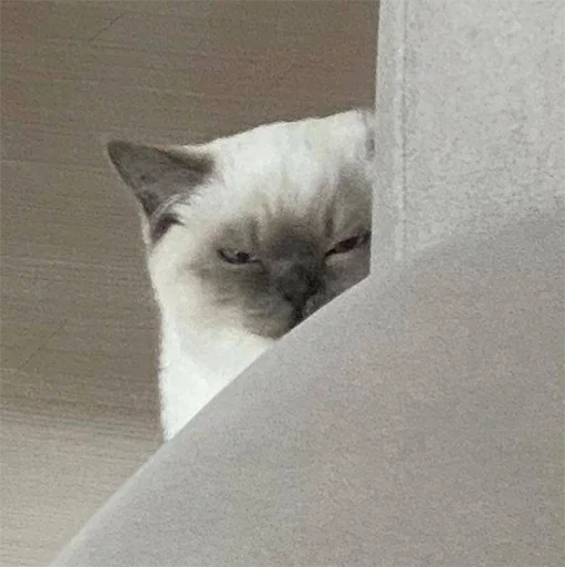 животное млекопитающее кошка