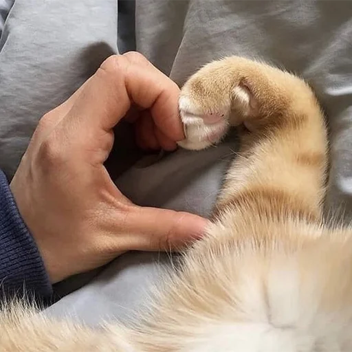 животное Человек хорек