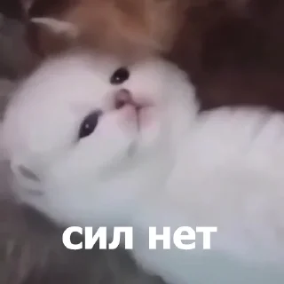 Стикер Funny Animals 4 (@t_stickers) - 4