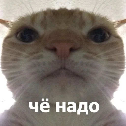 Стикер LolAnimals4 - 1