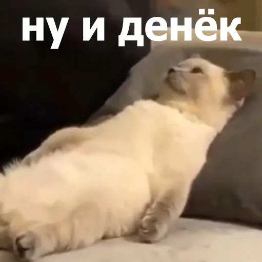 Sticker LolAnimals4 - 1