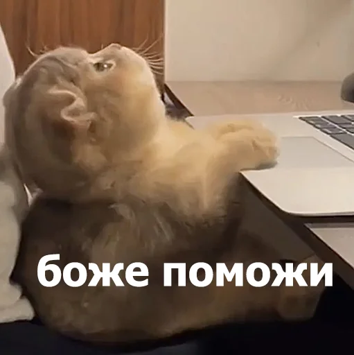 Стикер LolAnimals4 - 1