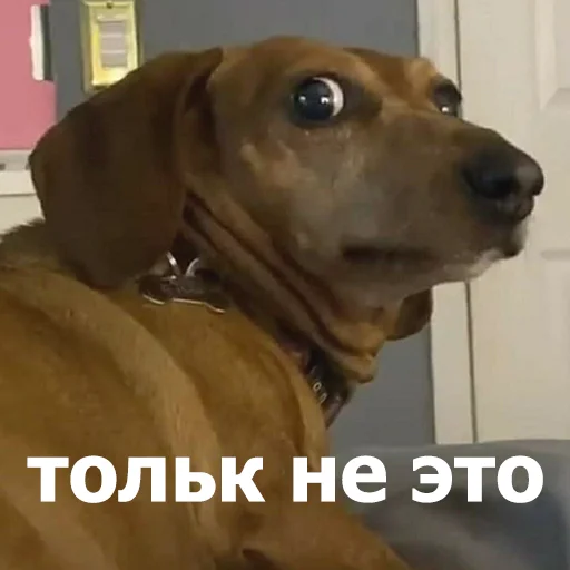 Стикер LolAnimals4 - 1