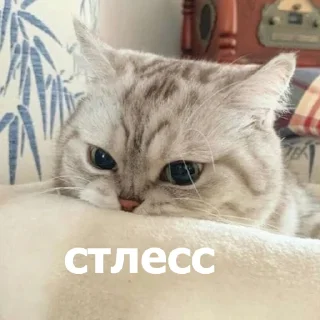 Стикер Funny Animals 4 (@t_stickers) - 1
