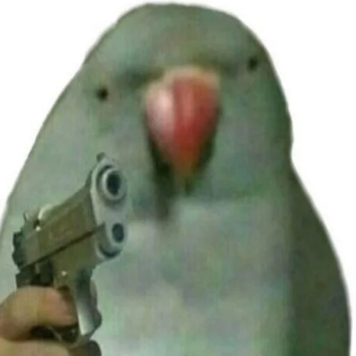 птица животное попугай