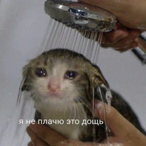 mammal animal person