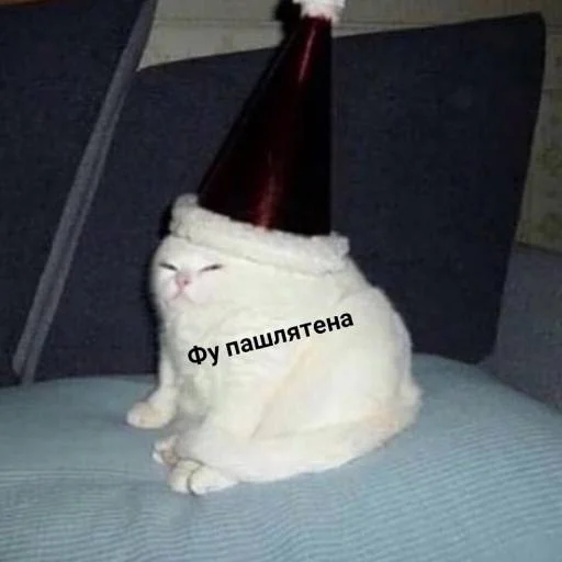 small to medium-sized cats bottle text