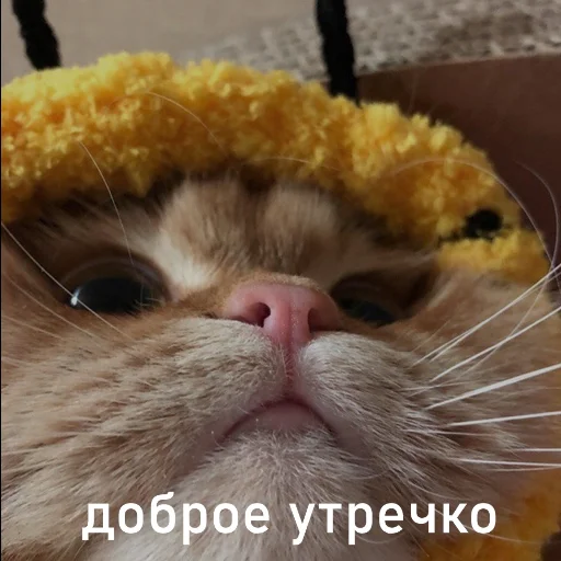 Стикер Кринж? - 8