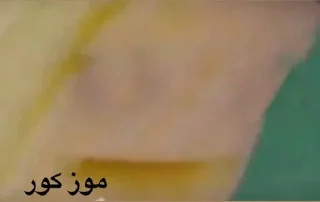 Sticker 𝓑𝔂" @LollyGif|@LollySticker "🍌🪤 - 1