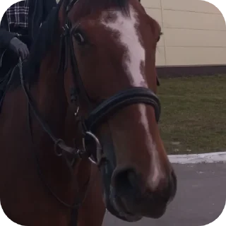 Sticker Лошадки - 7