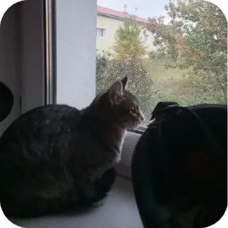 Sticker Лошадки - 6