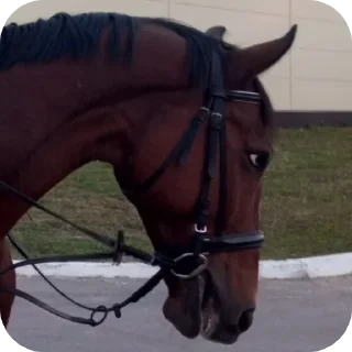 Sticker Лошадки - 0