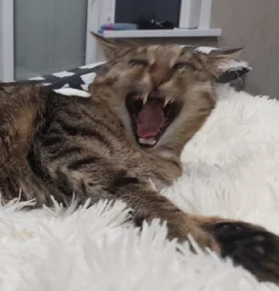 Стикер Лосось - 8