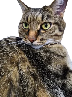 Стикер Лосось - 7