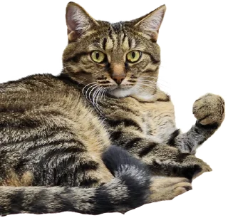 Стикер Лосось - 9