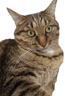 Стикер Лосось - 5