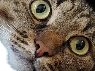 Стикер Лосось - 6