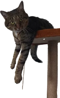 Стикер Лосось - 4