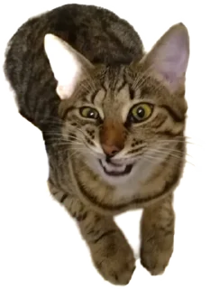 Стикер Лосось - 0