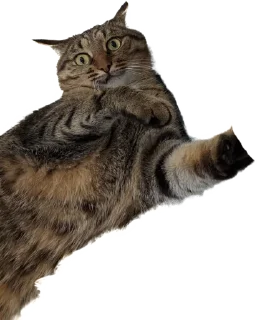 Стикер Лосось - 3