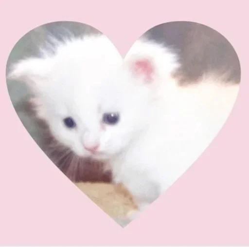 млекопитающее животное кошка