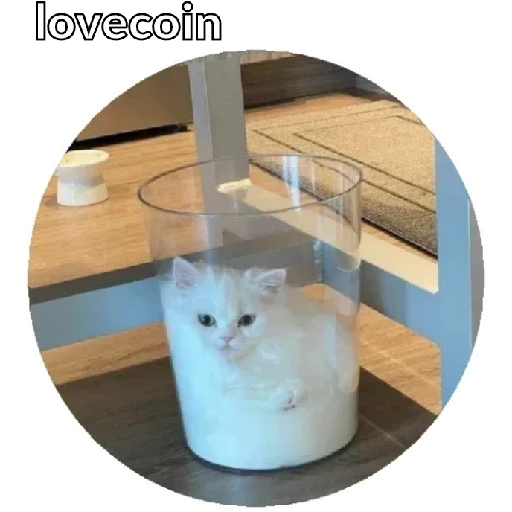 кошки малого и среднего размера кошачьи усы