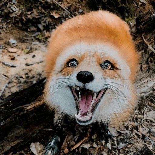 Оverdose of cutie? - 