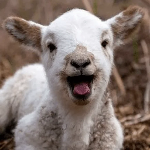 Sticker Оverdose of cutie? - 10