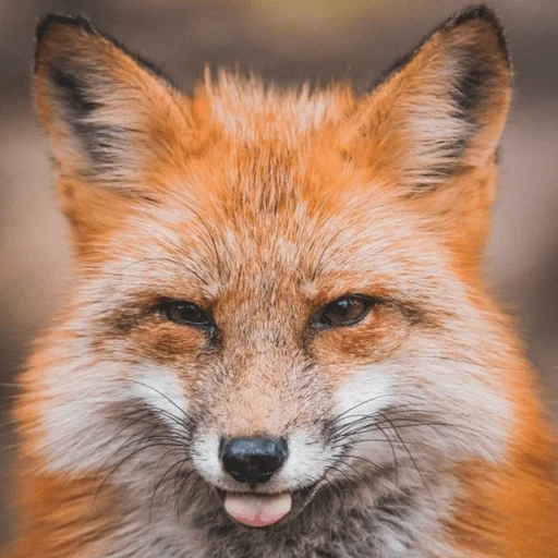 Sticker Оverdose of cutie? - 3