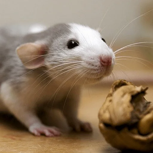 Sticker Оverdose of cutie? - 1