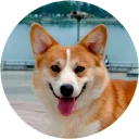 Welsh Corgi - pet
