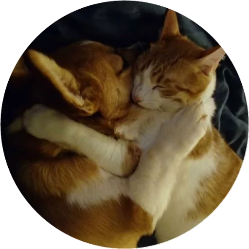 animal mammal domestic cat