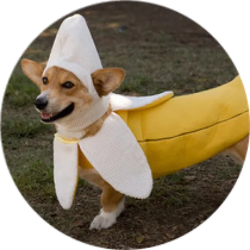 dog breed pet outdoor