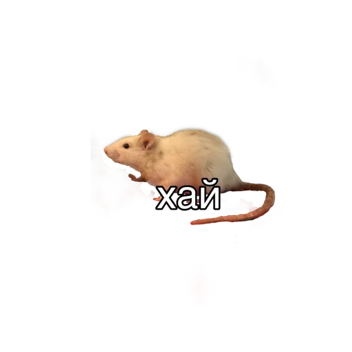 Любофь @stiker_packk - графика