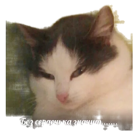 Стикер Lovecat by @stqrapp - 10