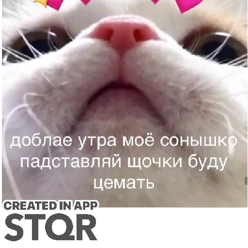 Стикер Lovecat by @stqrapp - 7