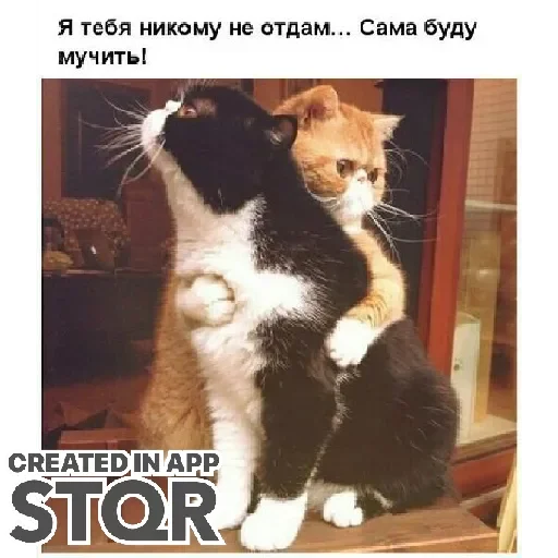 Стикер Lovecat by @stqrapp - 6