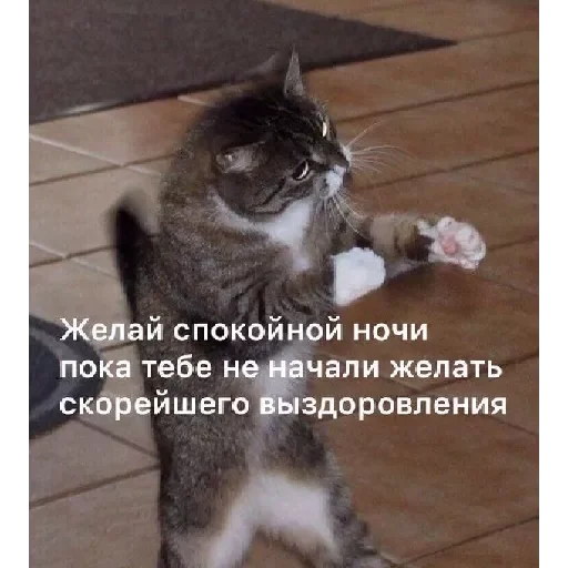 Стикер Lovecat by @stqrapp - 3