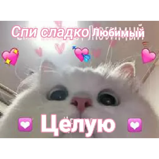 Стикер Lovecat by @stqrapp - 2