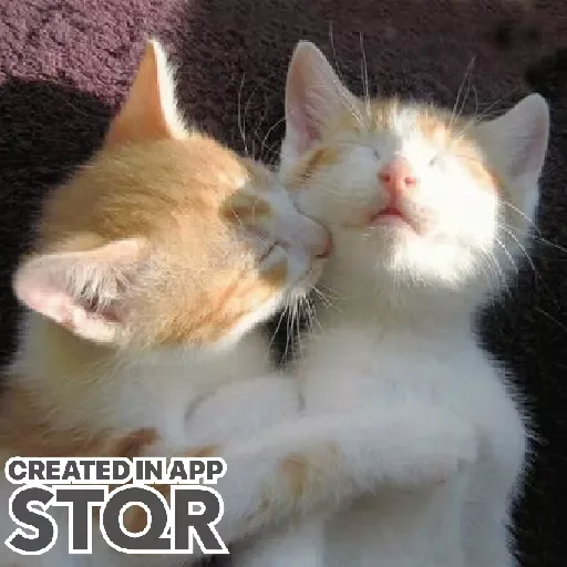 Стикер Lovecat by @stqrapp - 0