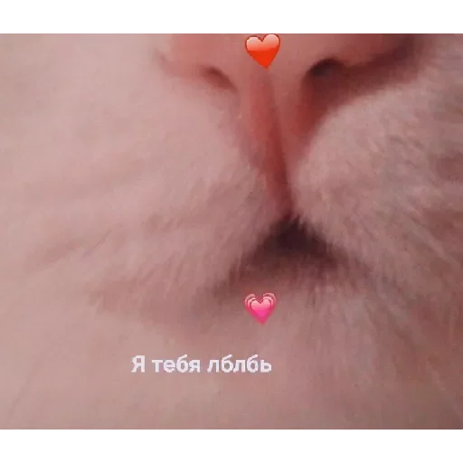 Lovecat by @stqrapp - 