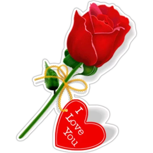 flower rose valentine's day